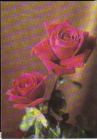 Открытка Болгария 1970-е г. Розы, цветы флора. фотоиздат Болгария чистая