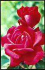 Открытка СССР 1973 г. Роза Дам де Кер, цветы. фото Н. Матанова чистая