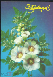 Открытка СССР 1991 г. Поздравляем. цветы. фото И. Дергилева ДМПК чистая