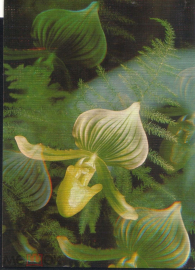 Открытка Словакия Цветы. Орхидеи Пафиопедилюм башмачок чистая фото. Сечтова
