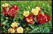 Открытка СССР 1973 г. Цветы Роза Чарлстон флора фото. Н. Матанова чистая