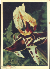 Открытка СССР 1963 г.. Цветы. Орхидея. Стангопея тигровая. фото. Гайтлиса чистая