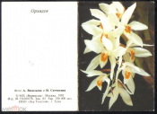 Открытка 1992 г. Цветы Орхидея фото А. Васильева, И. Ситчихина чистая двойная мини