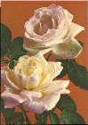 Открытка СССР 1975 г. Роза чайно-гирбидная, флора фото Г. Костенко ДМПК чистая