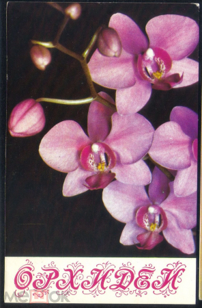 Открытка СССр 1981 г. Орхидея. Цветы Ascocentrum ampullaceum из набора.