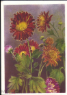 Открытка СССР 1956 г. Цветы. Корейская гибридная хризантема. Главкультторг Таллин подписана