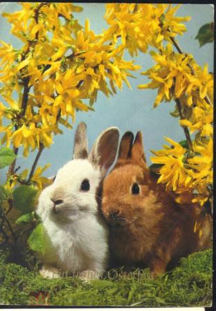 Открытка Германия 1960-70 г. Кролики, фауна, животные подписана редкая
