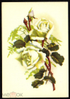 Открытка СССР 1966 г. Цветы, Белые розы. ЦФА Октообер Таллин чистая