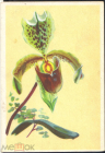 Открытка Польша 1960-е Цветы, орхидея худ. И. ЧАРНЭЦКА подписана