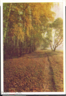 Открытка СССР 1963 г. Подмосковье.Природа, деревья. фото. Г. Самсонов чистая