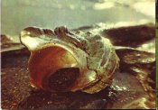 Открытка СССР 1974 г. Турбо оливковый Принесите домой океан. фото. Ю. Гусейна-заде чистая