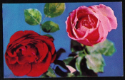 Открытка СССР 1969 г. Розы, цветы, флора. фото Б. Круцко чистая с маркой