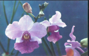 Открытка Вьетнам Цветы Орхидея Каттлея диана чистая