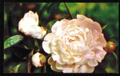 Открытка 1969. Поздравляю. Пион, цветы, флора фото. Е. Шворак чистая