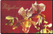 Открытка 1977 г. Поздравляю Орхидеи. Фото А. Тяпченкова В.Яковлева чистая