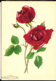 Открытка СССР 1966 г. Цветы, Белые розы. ЦФА Октообер Таллин чистая