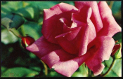 Открытка СССР 1973 г. Роза Климентина, цветы. фото Н. Матанова чистая