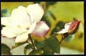 Открытка СССР 1973 г. Роза Фрау Карл Друшки, цветы. фото Н. Матанова подписана