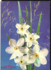 Открытка СССР 1989 8 марта, цветы, нарциссы ДМПК фото. И. Дергилева чистая