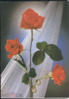 Открытка СССР 1989 г. Цветы, розы худ. Д. Киндровой чистая