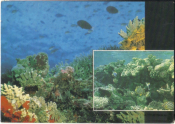 Открытка СССР 1985 г. Фауна В мире коралловых рифов Внешний склон рифа рыба фото В. Кашо