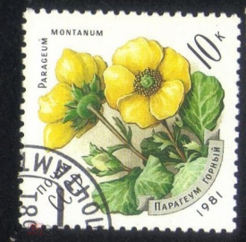 Марка СССР 1981 г. Парагеум Горный, цветы, гаш