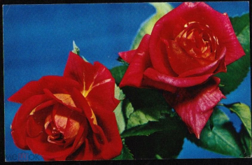Открытка СССР 1975 г. Розы, цветы. фото Б. Круцко подписана