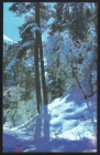 Открытка СССР 1974 г. С Новым Годом. Пейзаж. природа, лес, зима. фото И. Гридина подписана