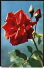 Открытка СССР 1971 г. Роза красная, цветы. изд. Планета фото Ю. Артамонова чистая с маркой