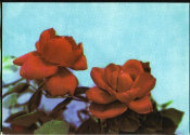 Открытка Вьетнам. Ханой Цветы, Розы. Фото XUNHASABA чистая с маркой