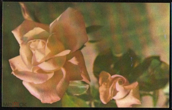 Открытка СССР 1968 г. Цветы, Розы, флора фото Е. Игнатович СХ чистая