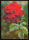 Открытка Болгария 1970-е г. Цветы флора. фотоиздат Болгария чистая