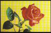 Открытка СССР 1973 г. Роза, цветы, флора. фото Н. Боброва чистая