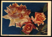 Открытка СССР 1962 г. Розы, цветы. фото. И. Шагина изд. Правда подписана