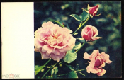 Открытка СССР 1969 г. Розы, цветы. фото В. Анни чистая