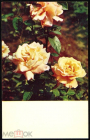 Открытка СССР 1969 г. Роза. Цветы, флора фото И. Шагина чистая