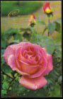 Открытка СССР 1974 г. Цветы, Розы, флора фото Р. Папикьяна изд. Планета подписана