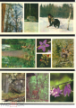 Набор открыток СССР 1979 г. Центрально - лесной заповедник не полный 11 шт чистые - вид 3
