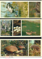 Набор открыток СССР 1979 г. Центрально - лесной заповедник не полный 11 шт чистые - вид 5