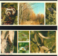 Набор открыток СССР 1979 г. Центрально - лесной заповедник не полный 11 шт чистые - вид 6