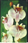 Открытка СССР 1974 г. Орхидея. Цветы Фаленопсис гибридный фото. В. Тихомирова чистая