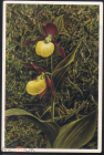 Открытка Германия 1950-е. Цветы, орхидеи фото. Hermann Fisher герман Фишер чистая