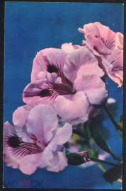 Открытка СССР 1974 г. Цветы, Пеларгония гибридная. Комнатные растения фото В. Тихомирова