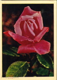 Открытка СССР 1964 г. Розы, цветы. фото. Я. Гайлитис изд. Правда чистая