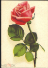 Открытка СССР 1961 г. Цветок Роза флора живопись. Эстония Таллин Октообер с маркой чистая