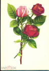 Открытка СССР 1972 г. Цветы, розы. ЦФА Октообер Таллин чистая