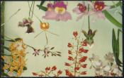 Открытка Куба 1960-е . Цветы, орхидеи чистая