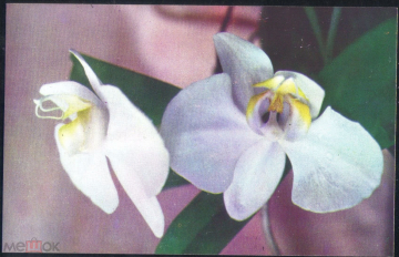 Открытка Вьетнам Цветы Орхидея Фалакснопсис чистая