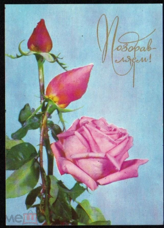 Открытка СССР 1974 г. Розы, цветы, флора фото И. Резников, Гордеева подписана