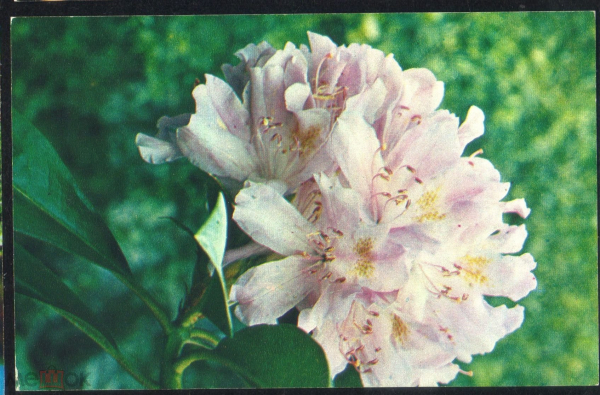 Открытка СССР 1974 г. Цветы, Рододендрон понтийский. Комнатные растения фото В. Тихомирова